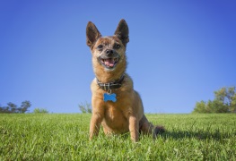 Dog tag with collar